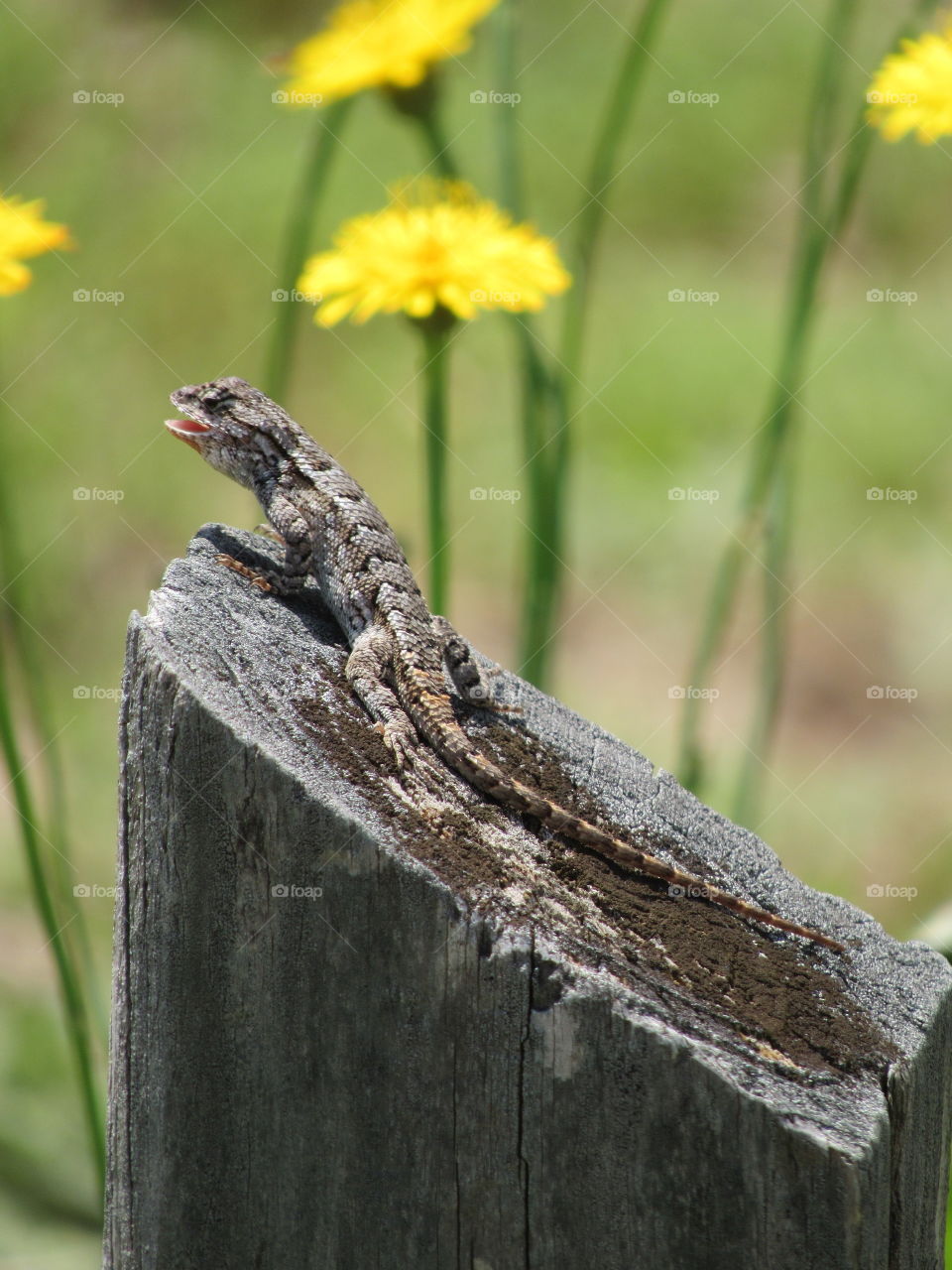 Eastern fence lizard basking in the sunshine with a yellow flower in the background and his mouth open