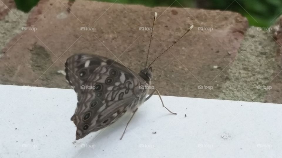 Camouflage butterfly