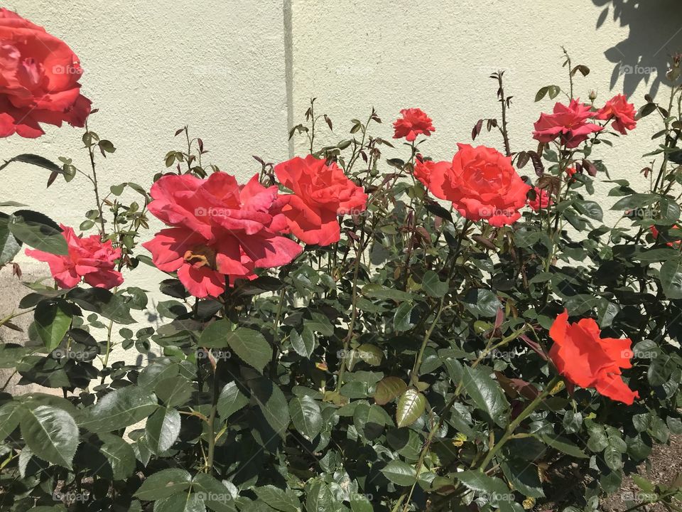 Collection of beautiful roses, with eye catching crimson red blooms, sure to be a show stopper with lovers of horticulture.