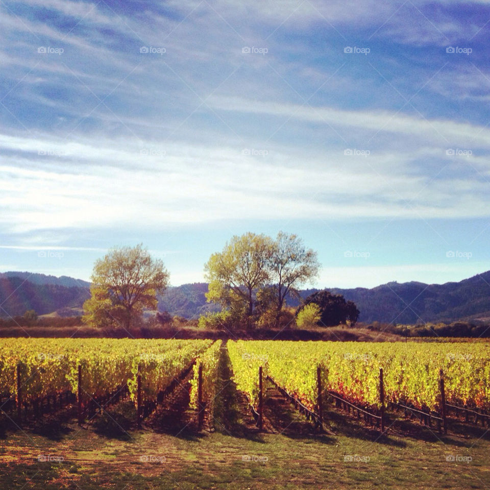 napa valley wine country grapes vineyards sky autumn fall yellow napa valley by crabople