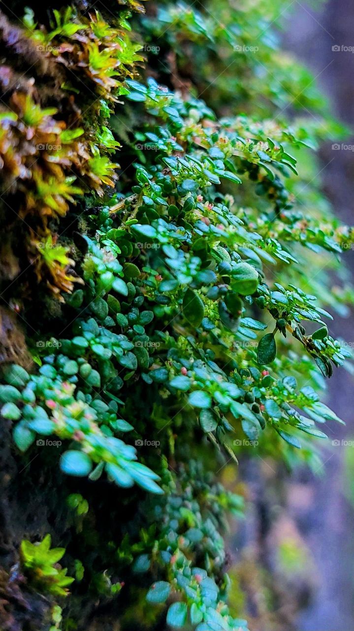 Beauty of the macro world