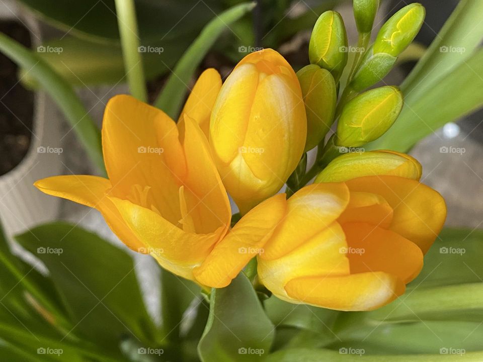 Beautiful yellow flowers 
