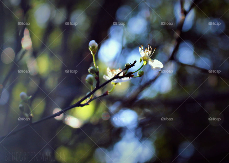 Spring blossoms, budding branches and bokeh!