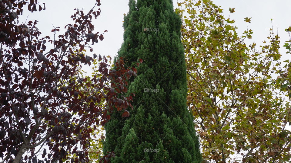 Autumn#seasons#colors#trees#leaves#nature#vegetation