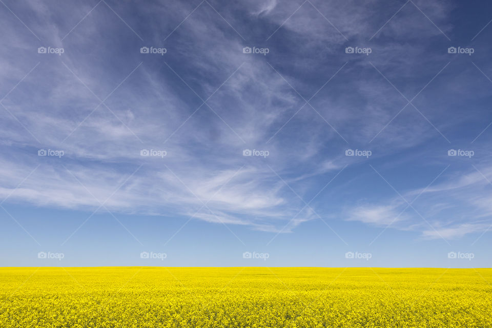 sky field yellow blue by redrock