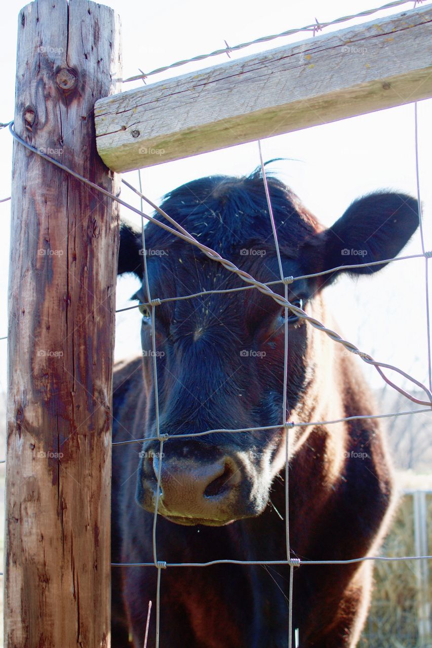 Curious steer peeking through a wire fence on a bright, sunny day in early spring 