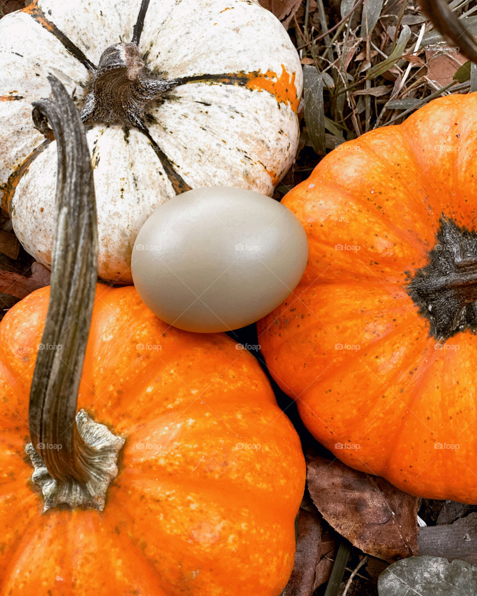 Egg and colorful pumpkins 