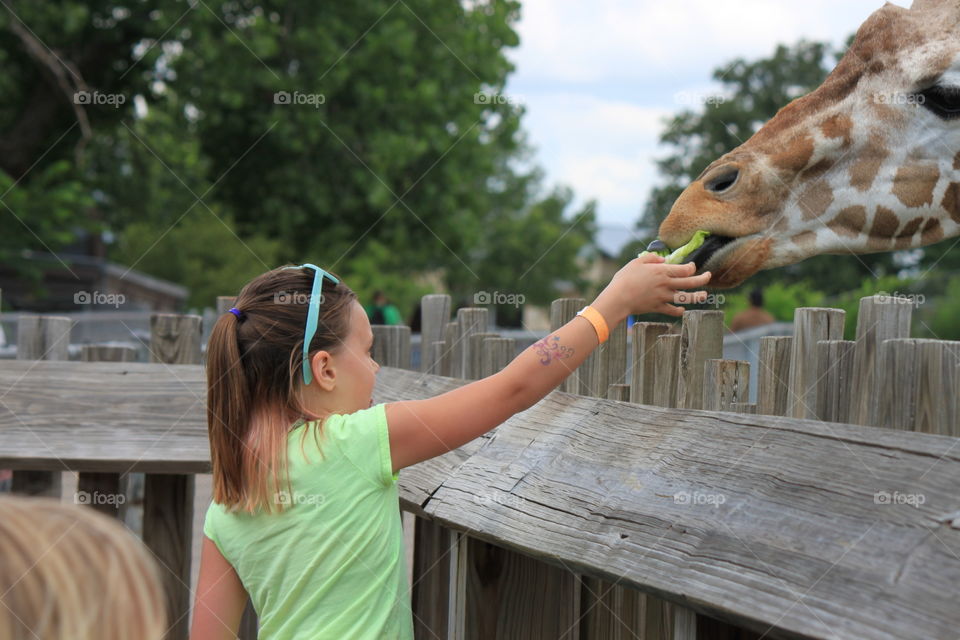 At the zoo enjoying feeding the tall giraffe