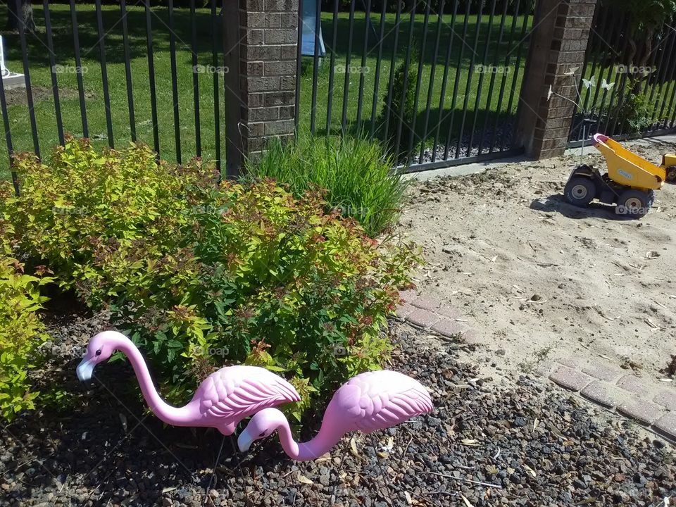 Flamingos in Michigan