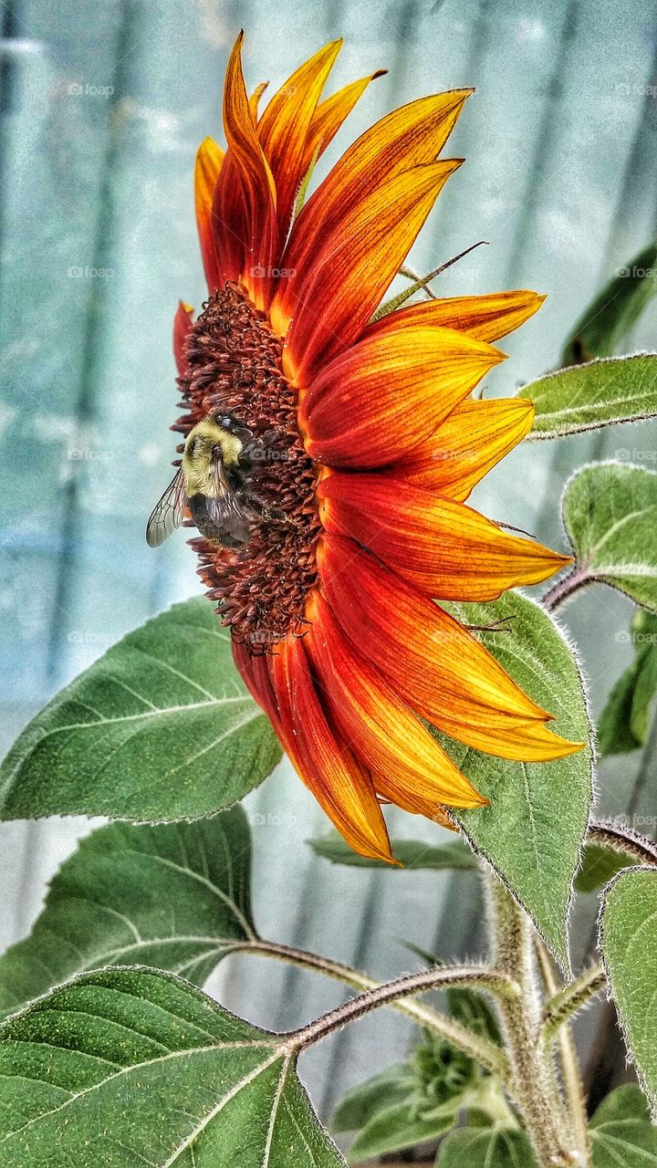 Bee on yellow flower