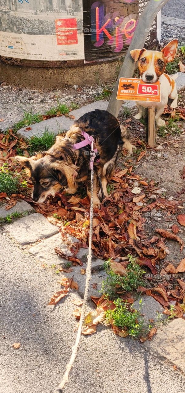 Dog and Autumn Leafes