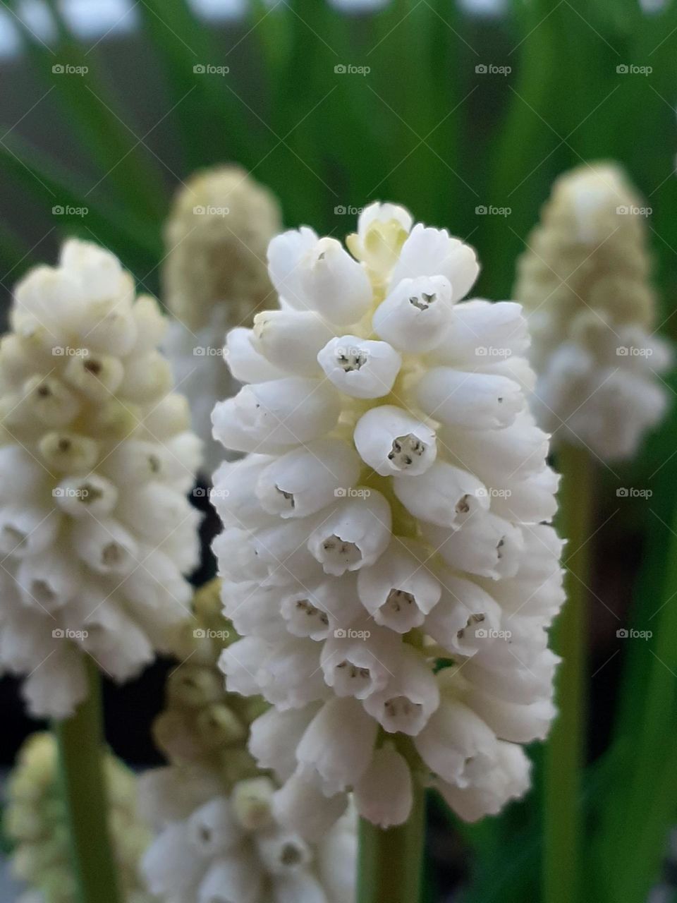 grape hyacinth