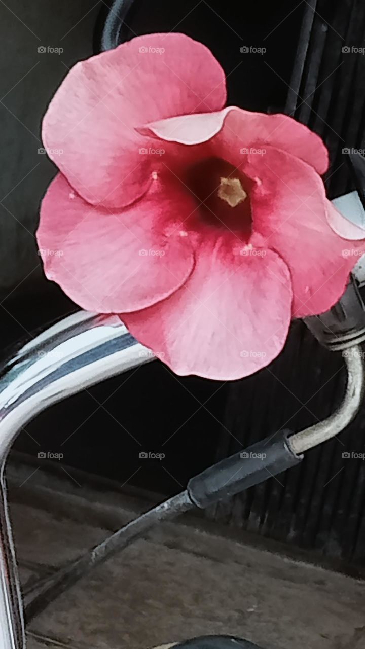 Beautiful flower. with bike mirror 🪞