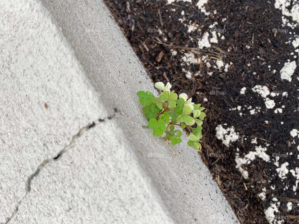 Clovers Cracked The Concrete Growing In An Almost Impossible Unexpected Place For How Tiny And Fragile This Plant Is.