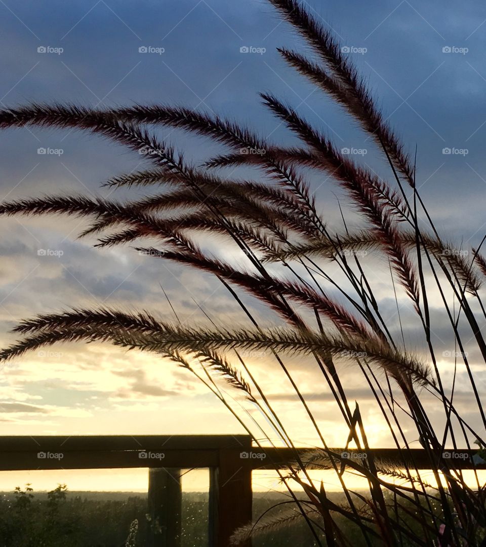 Grass blowing at sunset 