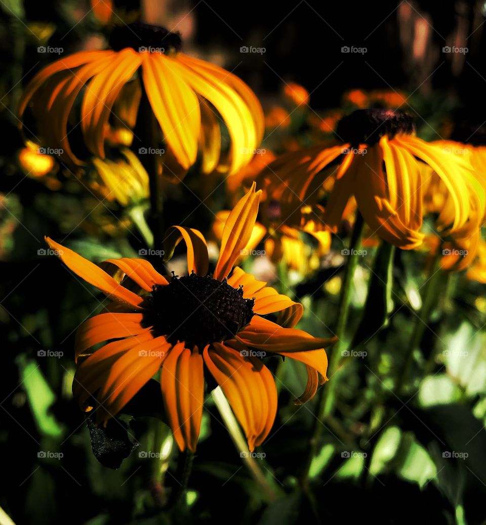 Black eye Susan