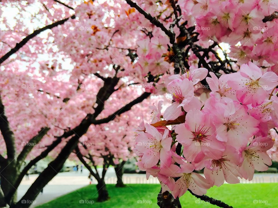 Cherry blossom, University of Washington