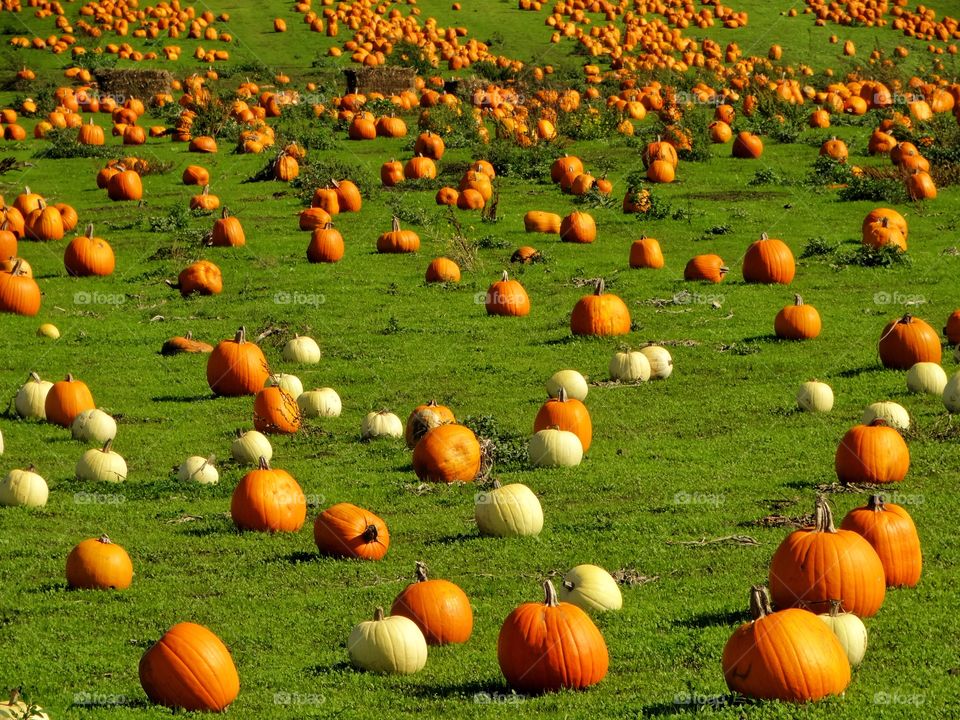 Pumpkin Patch
