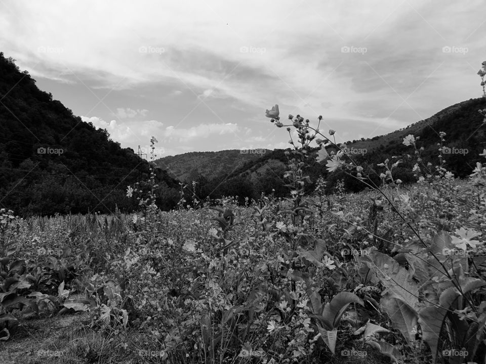 mountains in summer black and white