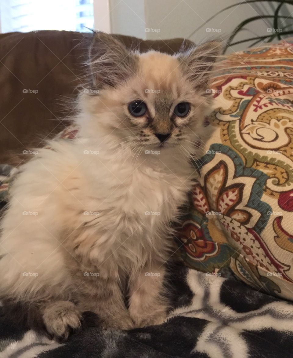 Picture perfect kitty