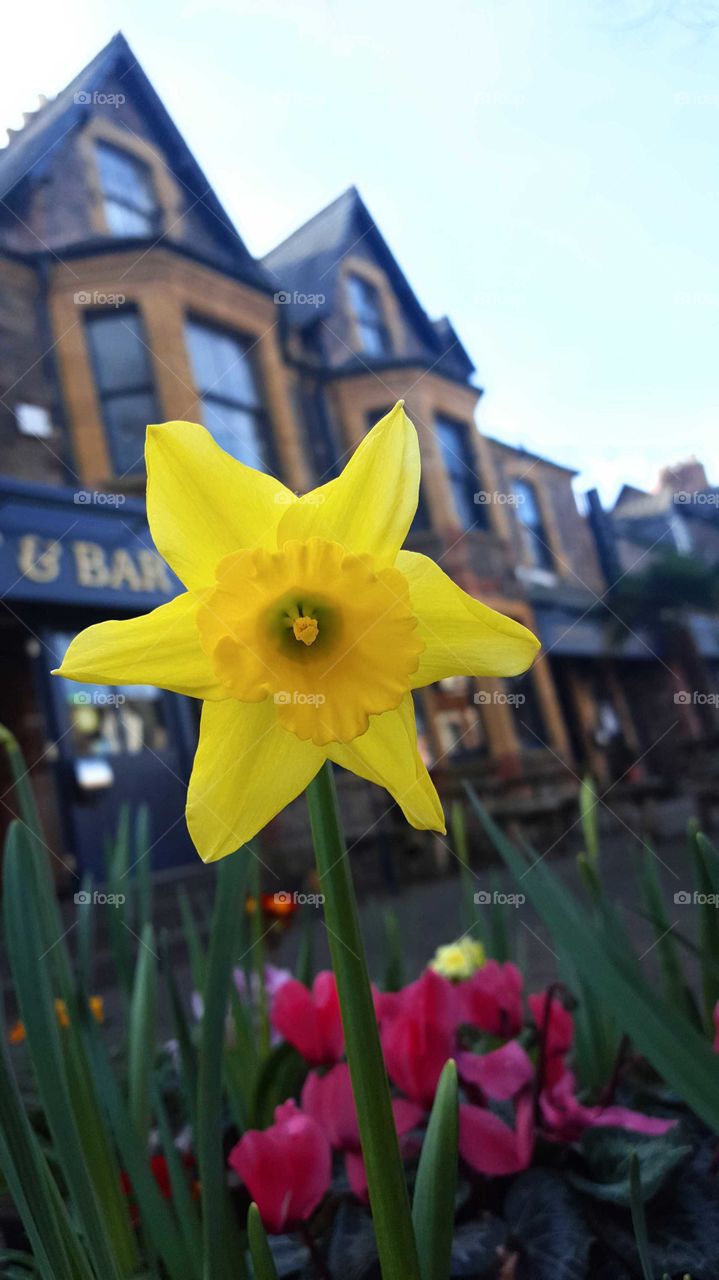 Daffodil