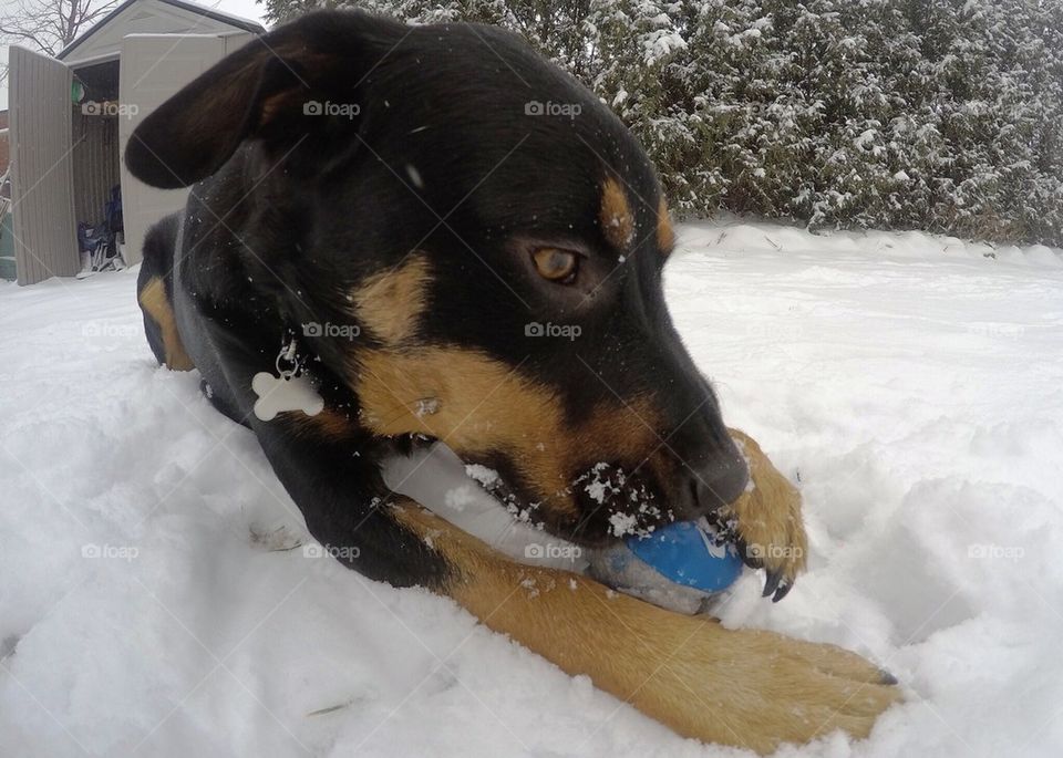 Dog Playing in Snow