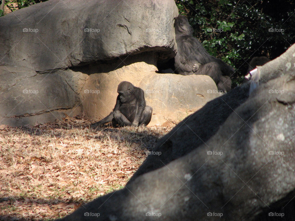 zoo sad gorilla atlanta by versteckt