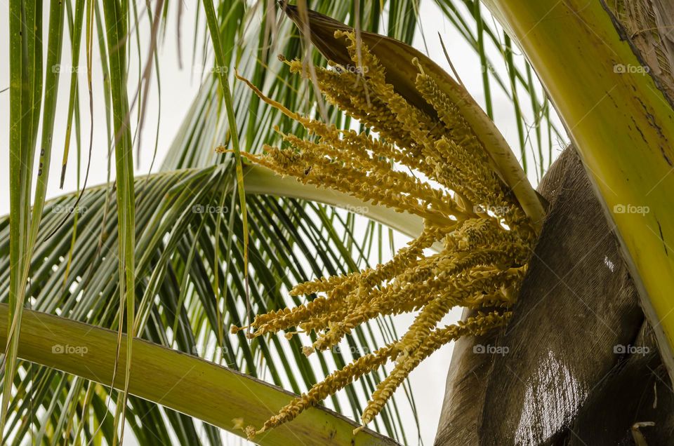 Coconut Tree Blossom And Sheathe