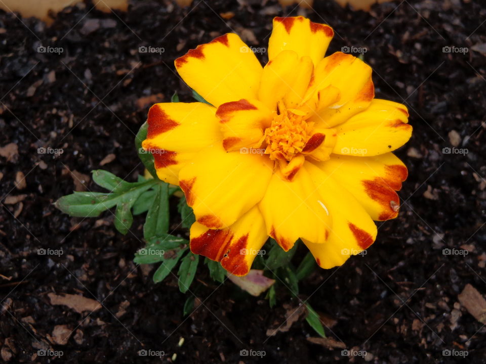 Marigold . floral closeup