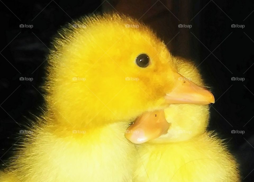 2 baby ducklings