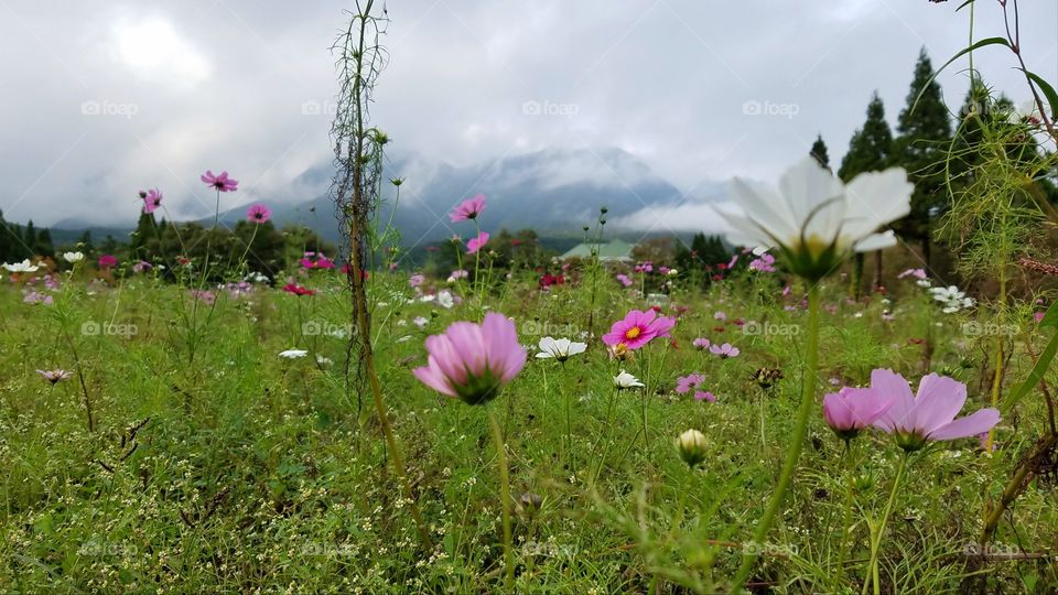 Wild  flower fields