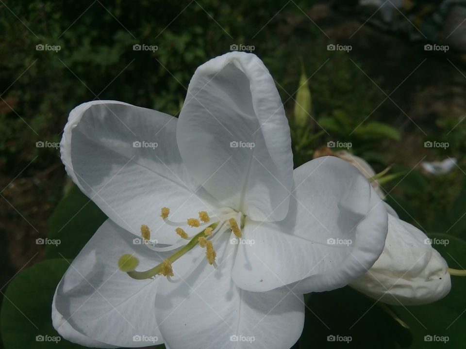 flower 2017/09/28 
006 
#আমার_চোখে #আমার_গ্রাম #nature #flower #eukaryota #plantae #angiosperms #eudicots