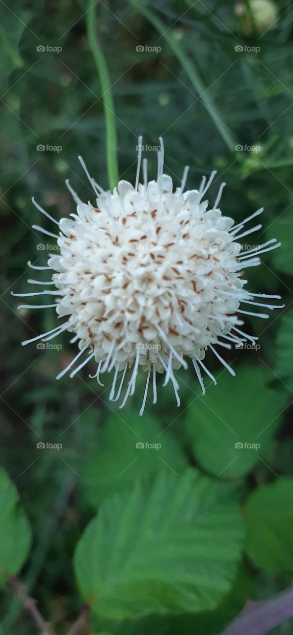 cephalantus occidentalis