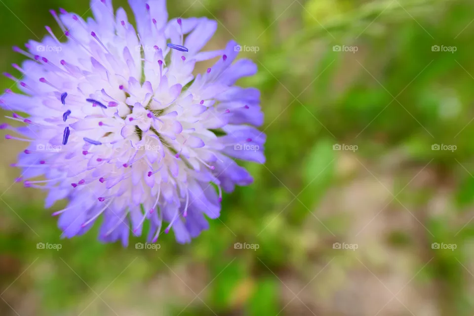 beautiful flower