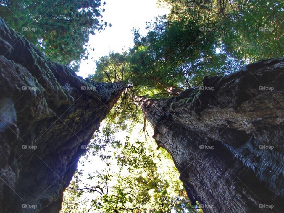 Redwood trees