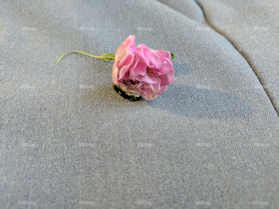 Single wild rose