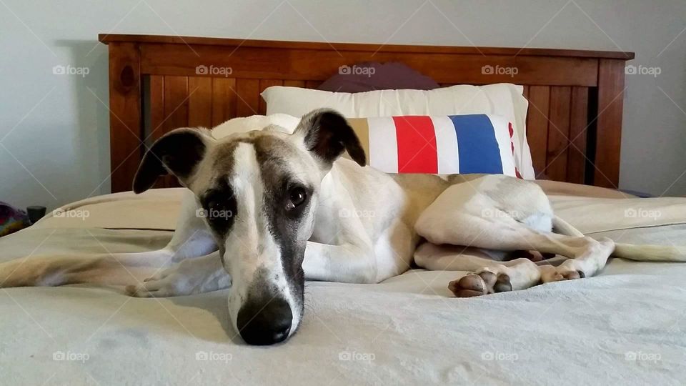 Whippet lounging on bed close up 