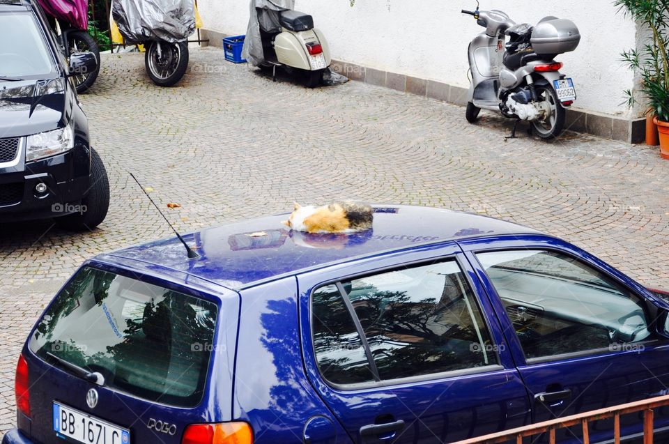 Sleeping cat on the car roof 
