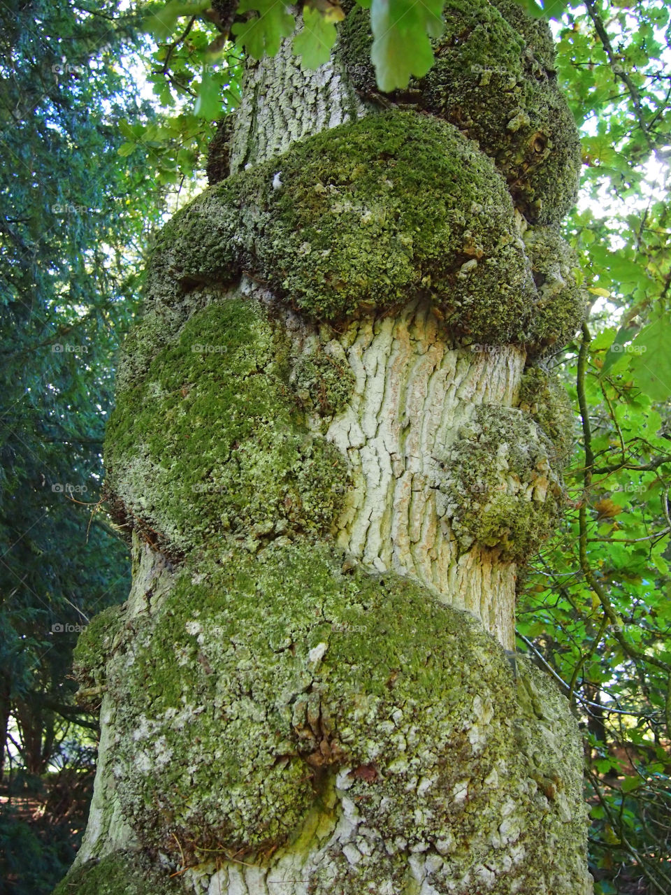 green tree moss oak by ptrendy