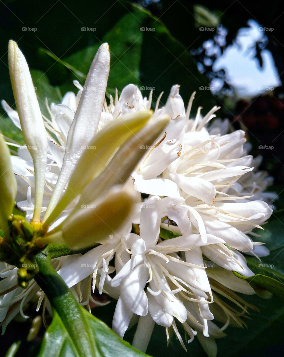 coffee flower
