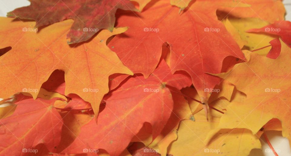 Full frame of autumn leafs
