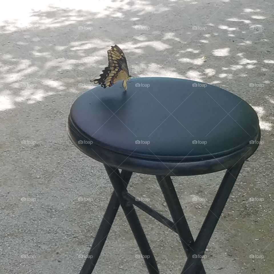 Butterfly taking a break on chair