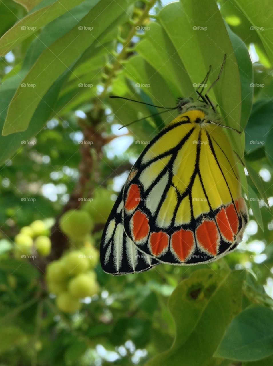 Colourful butterfly on leaves