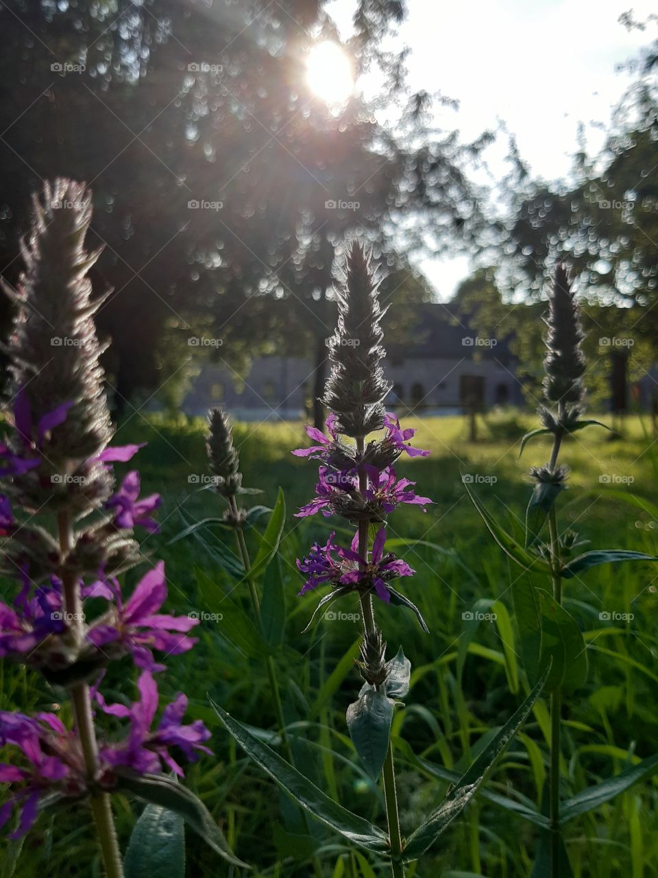 Purple loosestrife