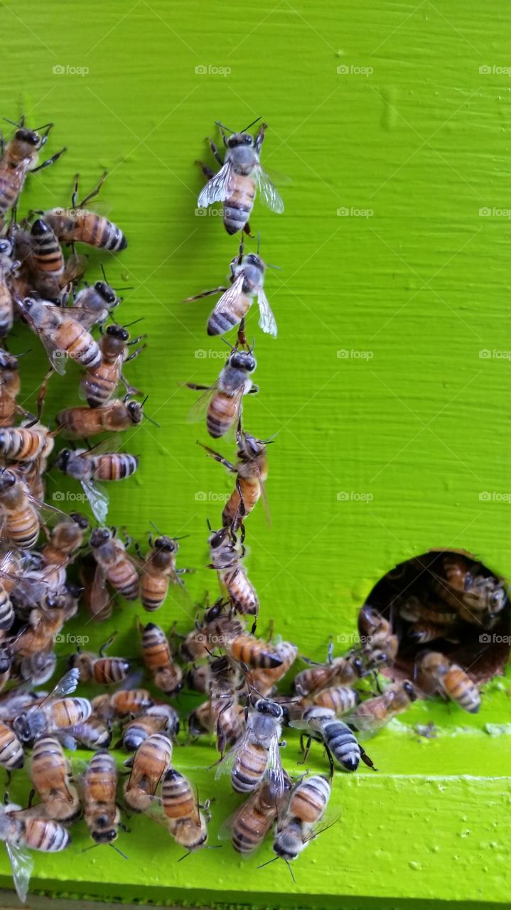 Honeybees festooning at the hive entrance.
