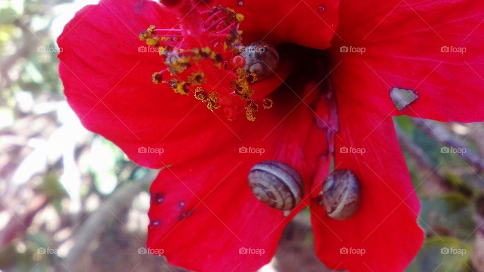 Two small snails relex on red Hibiscus
flower in sunny day of early March