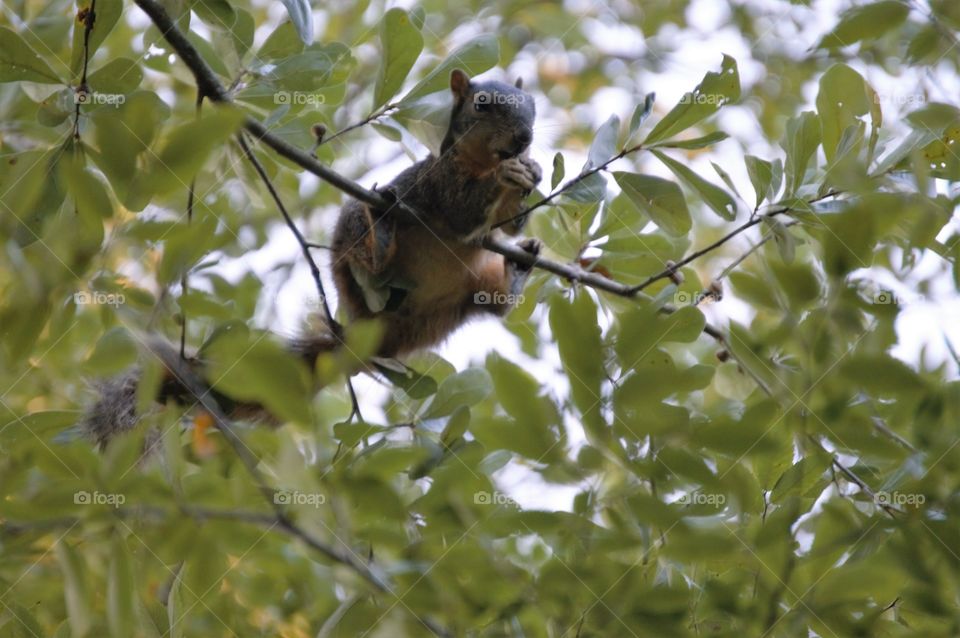 Squirrel eating 