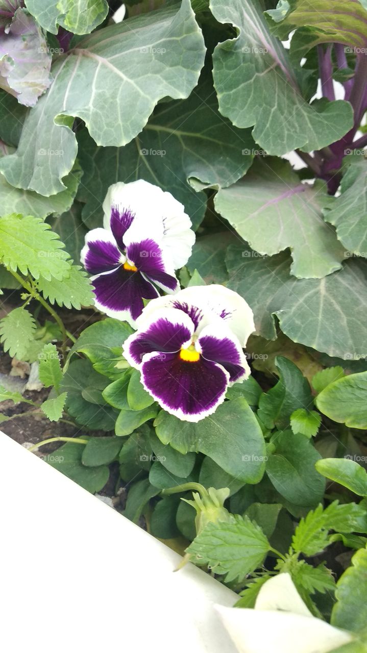 Purple and white flowers