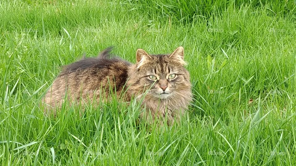 Grass, Nature, Hayfield, Cute, Field