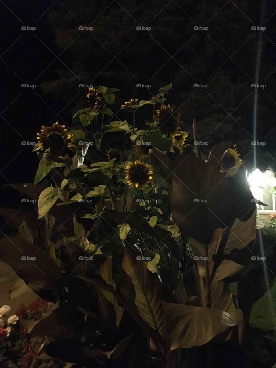 Sun flowers in the darkness of the night 